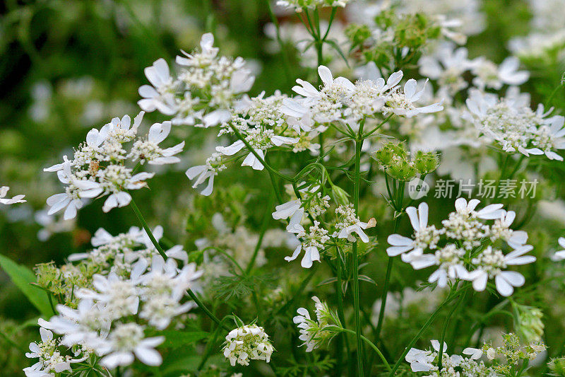 桔梗花/白色蕾丝花:白色蕾丝圆盘状花